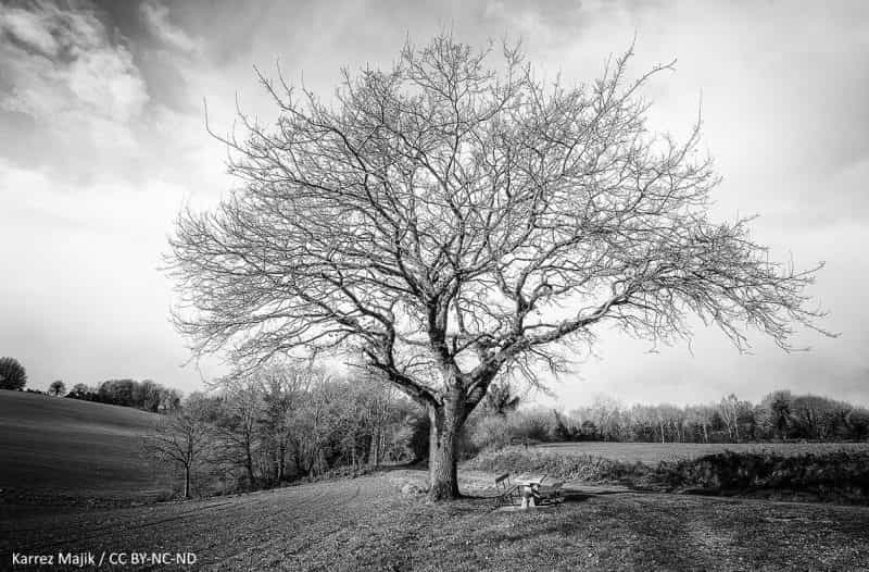 arbre