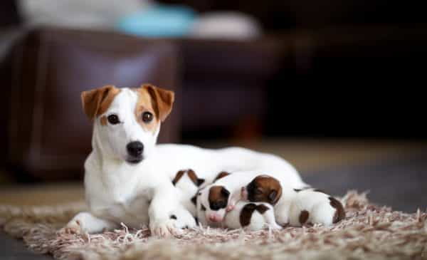 Jack Russel Léa Jack Russel